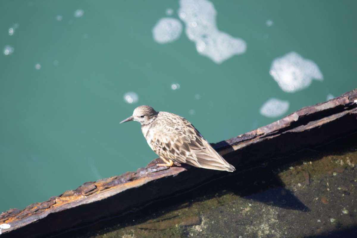 Ruddy Turnstone - ML646598931