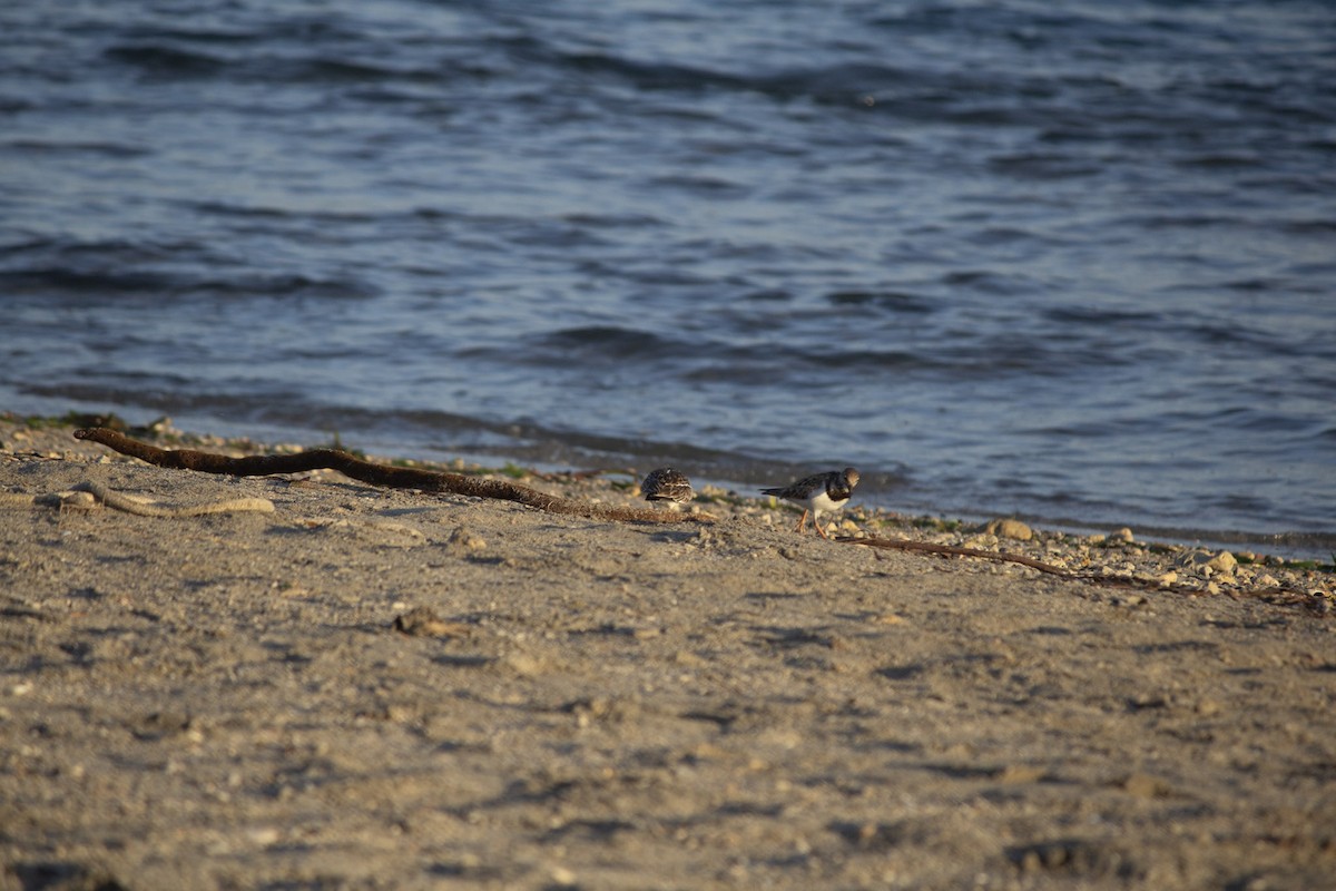 Ruddy Turnstone - ML646598932