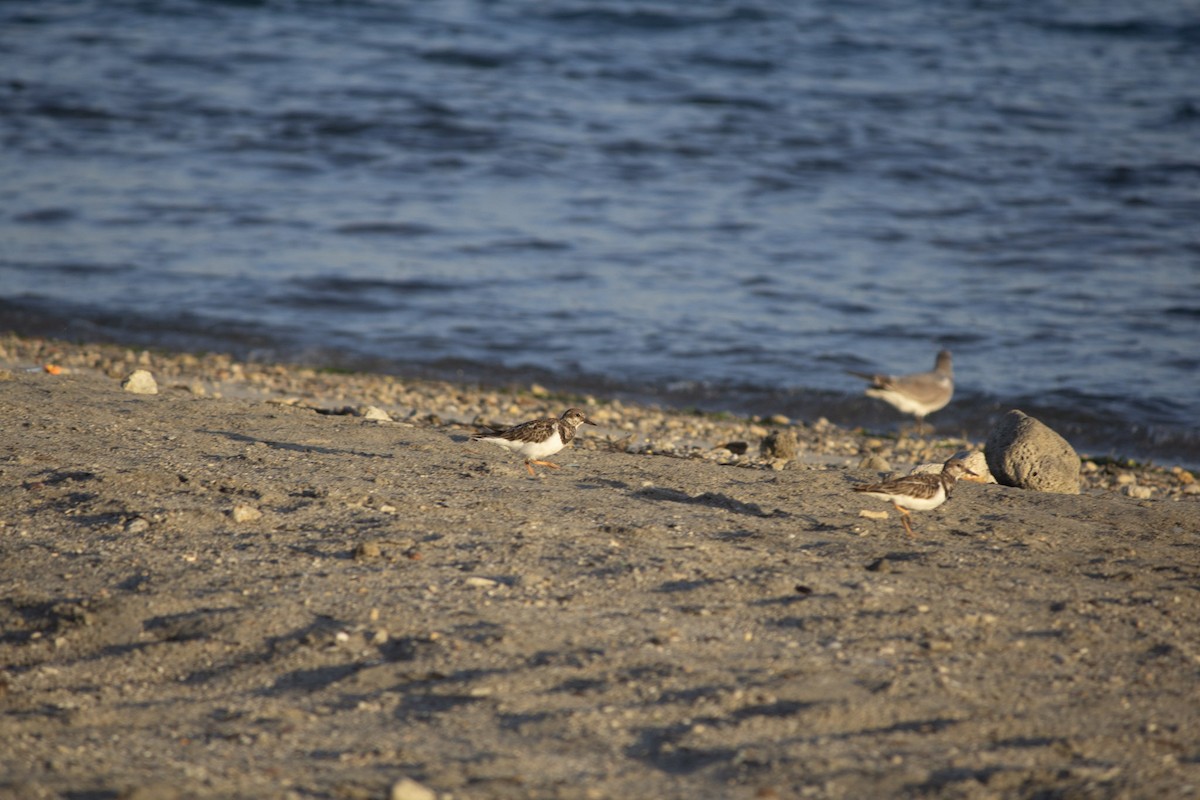 Ruddy Turnstone - ML646598933