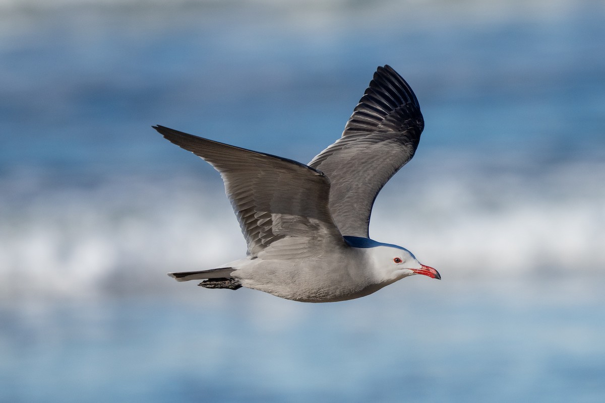 Heermann's Gull - ML646598942