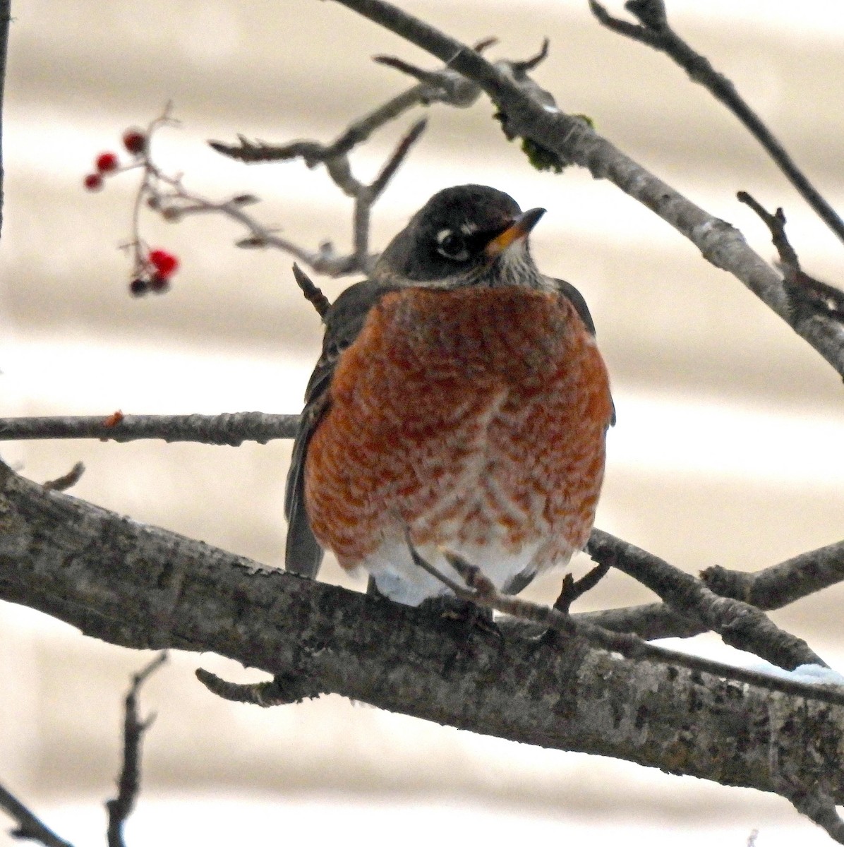 American Robin - ML646598943