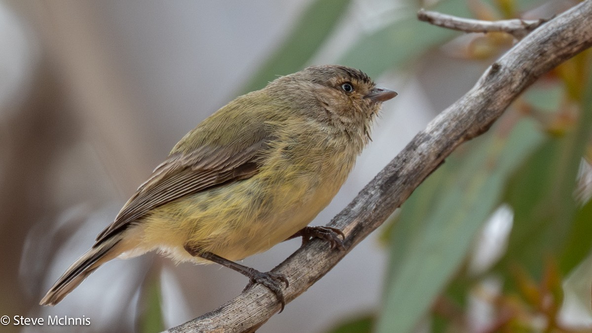 Weebill - ML646598944