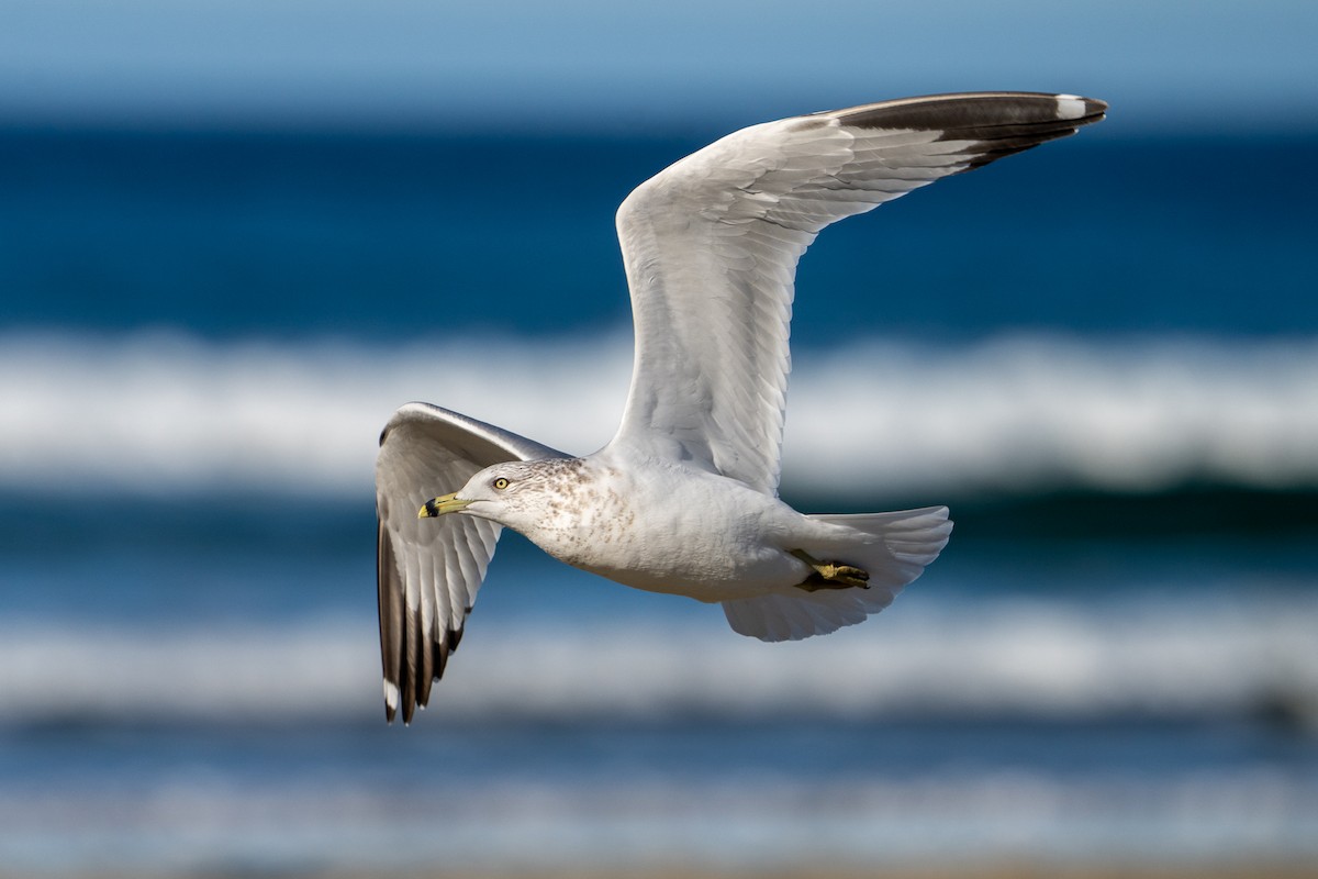 Ring-billed Gull - ML646598945