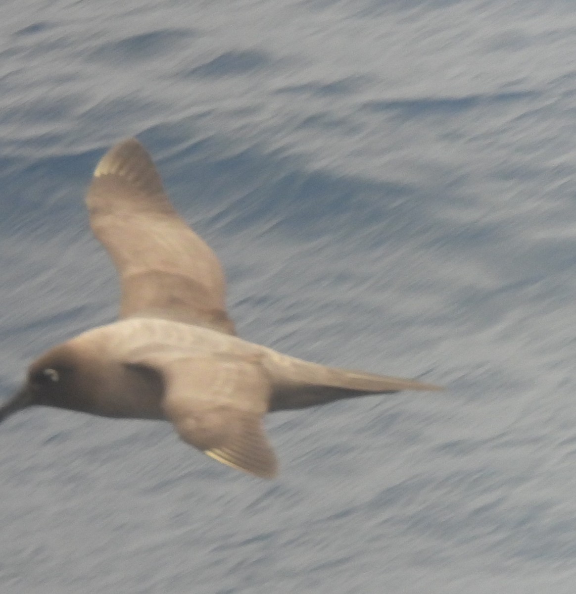 Light-mantled Albatross - ML646598946