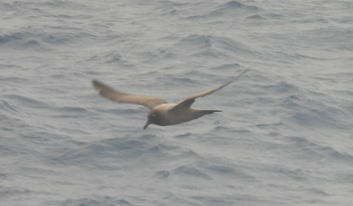 Light-mantled Albatross - ML646598947