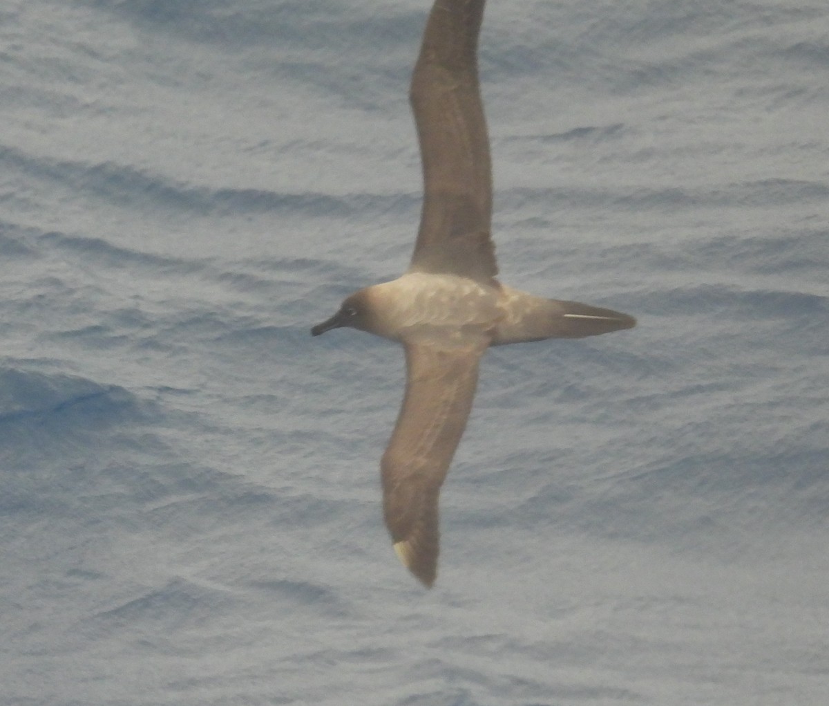 Light-mantled Albatross - ML646598948