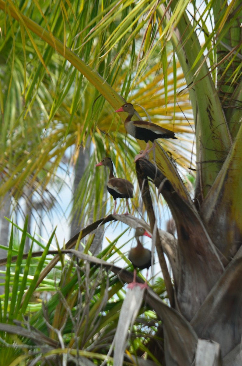 Black-bellied Whistling-Duck - ML646598949
