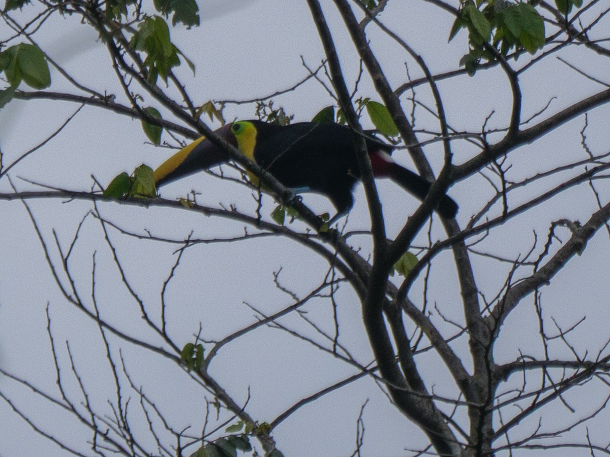 Yellow-throated Toucan - ML646598950