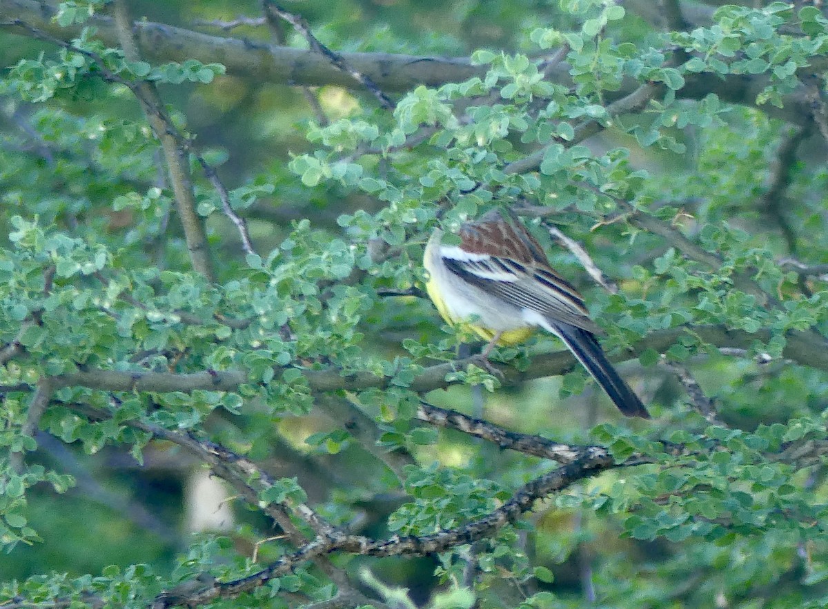 Golden-breasted Bunting - ML646598951
