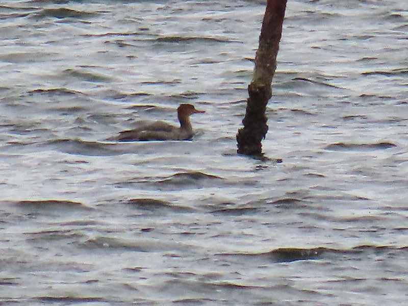 Red-breasted Merganser - ML646598952
