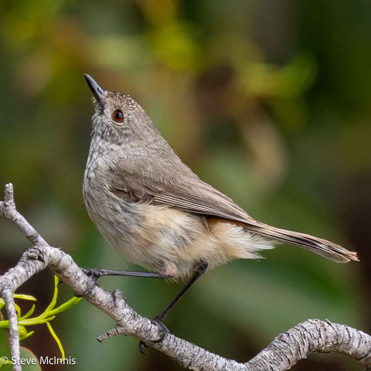Inland Thornbill - ML646598954