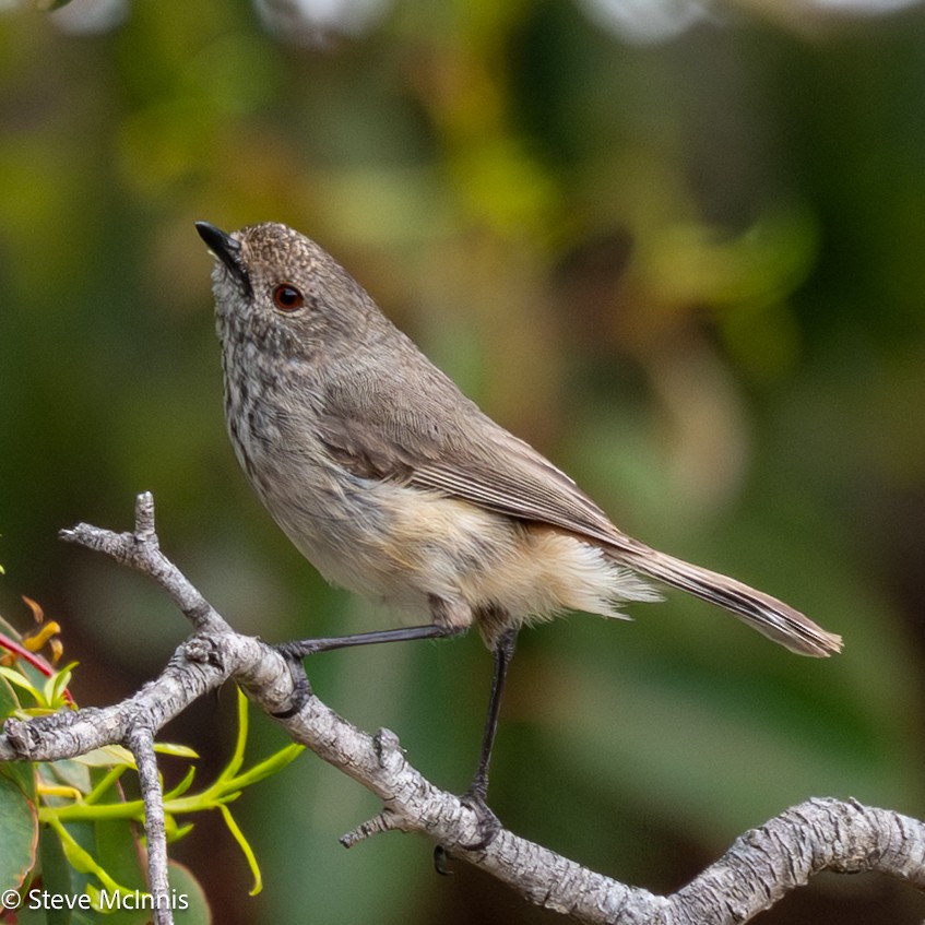 Inland Thornbill - ML646598955