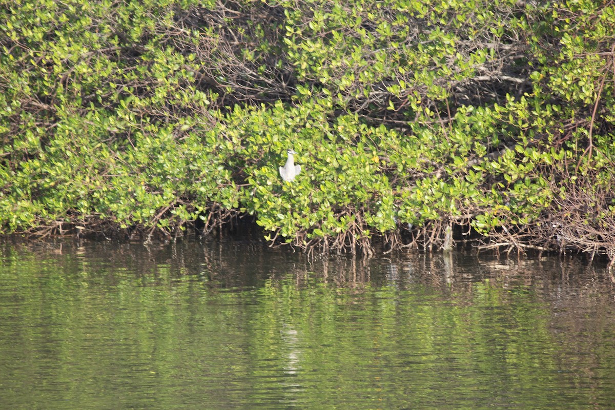 Yellow-crowned Night Heron - ML646598956