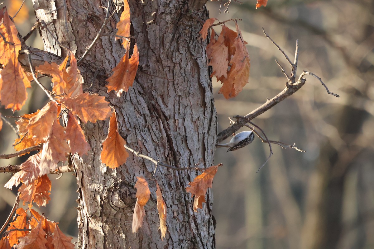 Brown Creeper - ML646598957