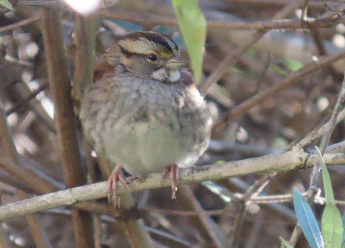 Chingolo Gorjiblanco - ML646598958