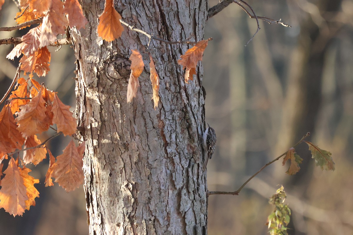 Brown Creeper - ML646598959