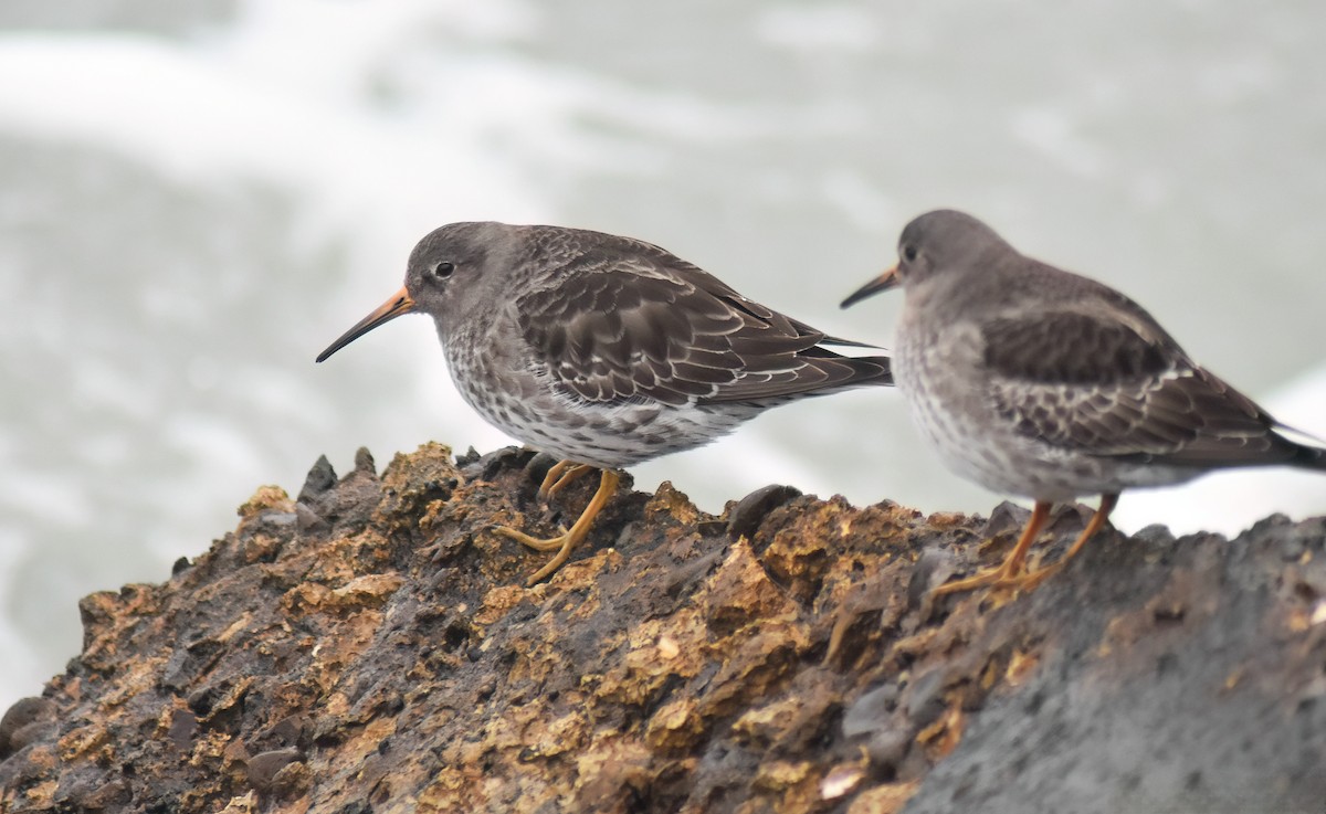 Purple Sandpiper - ML646598960