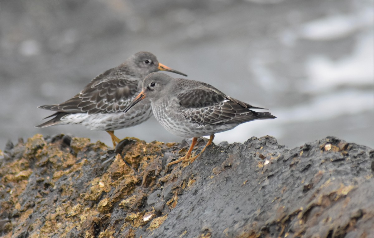 Purple Sandpiper - ML646598961