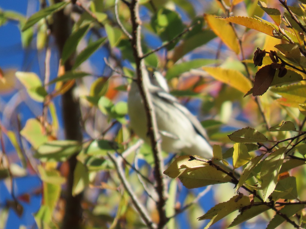Black-throated Gray Warbler - ML646598966