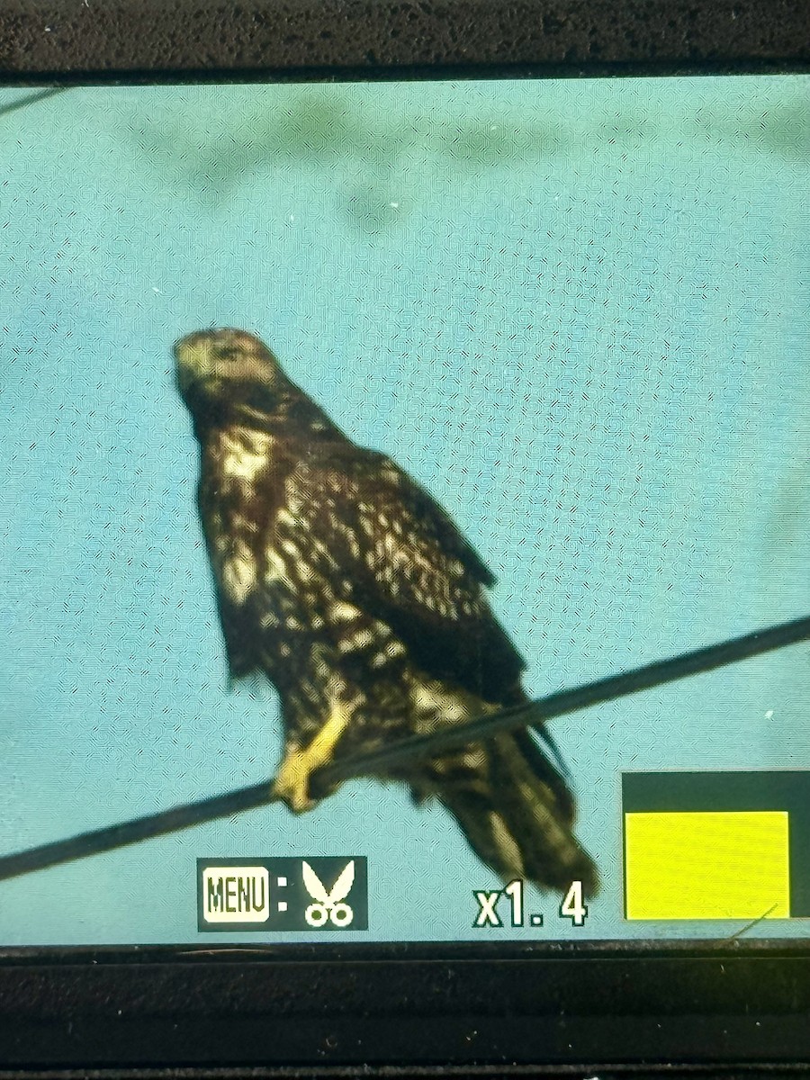Red-tailed Hawk (Harlan's) - ML646598967