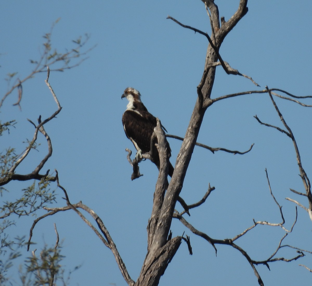 Скопа західна - ML646598970