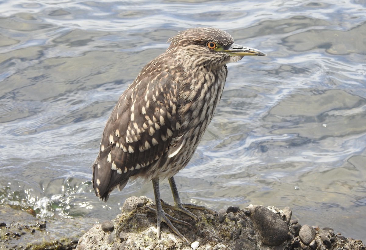 Black-crowned Night Heron - ML646598972