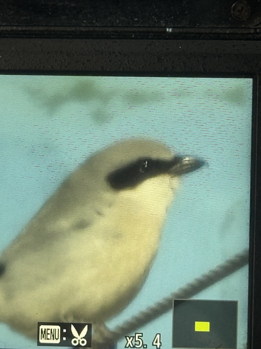 Loggerhead Shrike - ML646598973