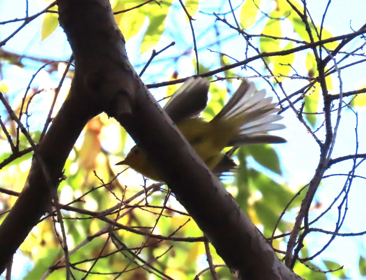 Wilson's Warbler - ML646598975