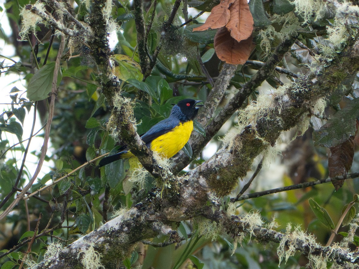 Blaurücken-Bergtangare - ML646598980