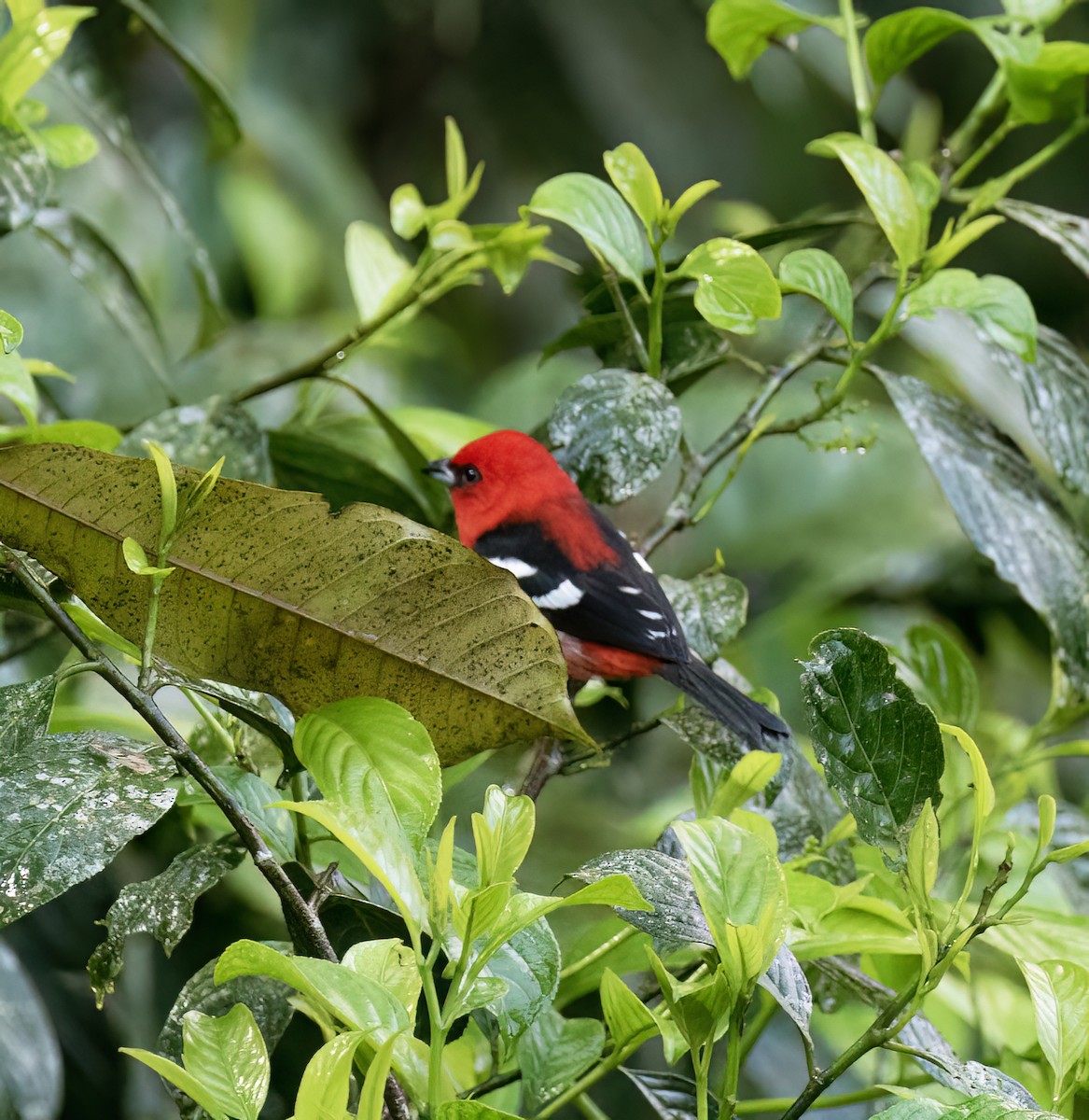 White-winged Tanager - ML646598981