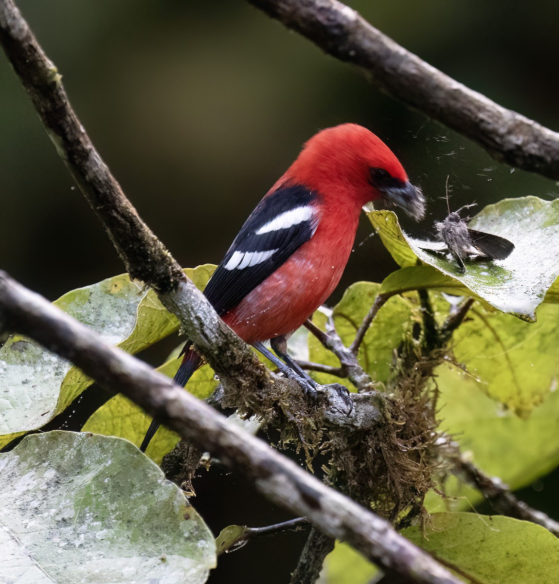 White-winged Tanager - ML646598982