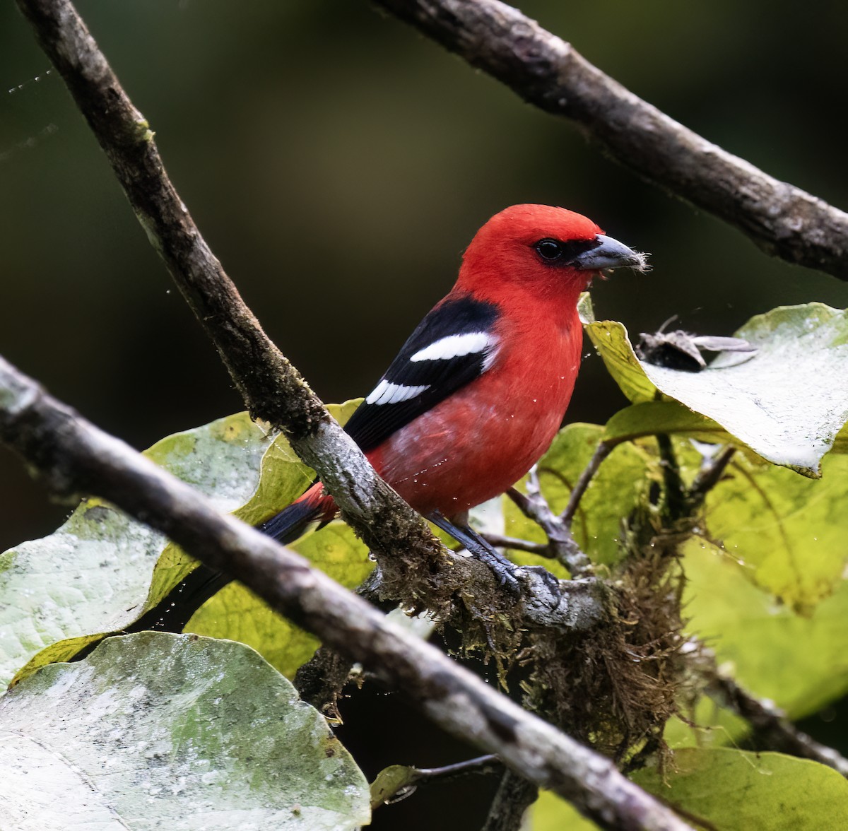 Ak Kanatlı Piranga - ML646598983