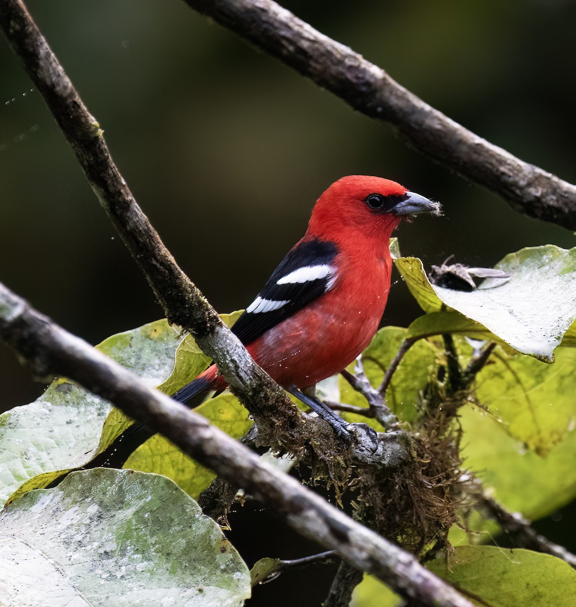 White-winged Tanager - ML646598984