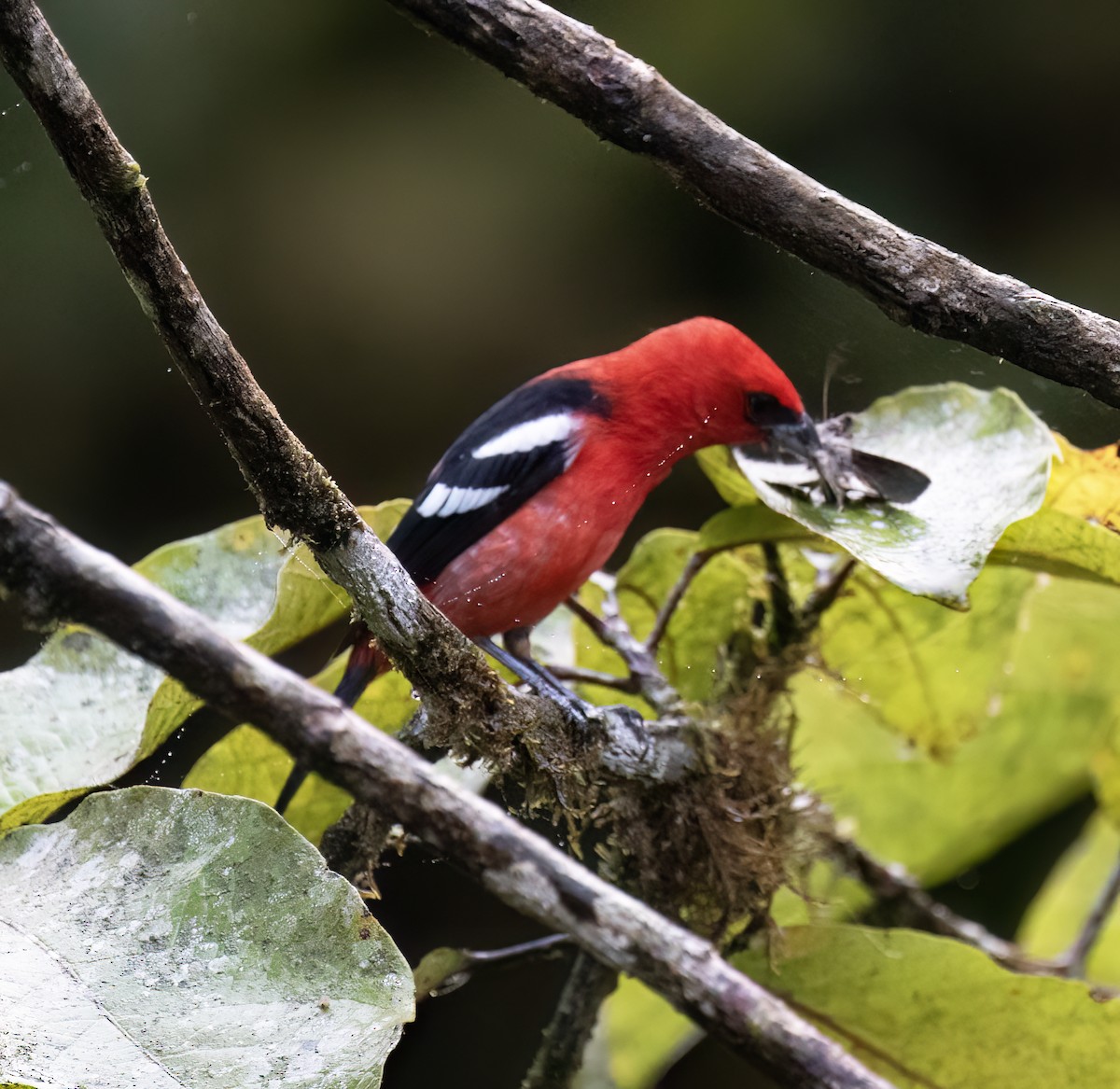 White-winged Tanager - ML646598985