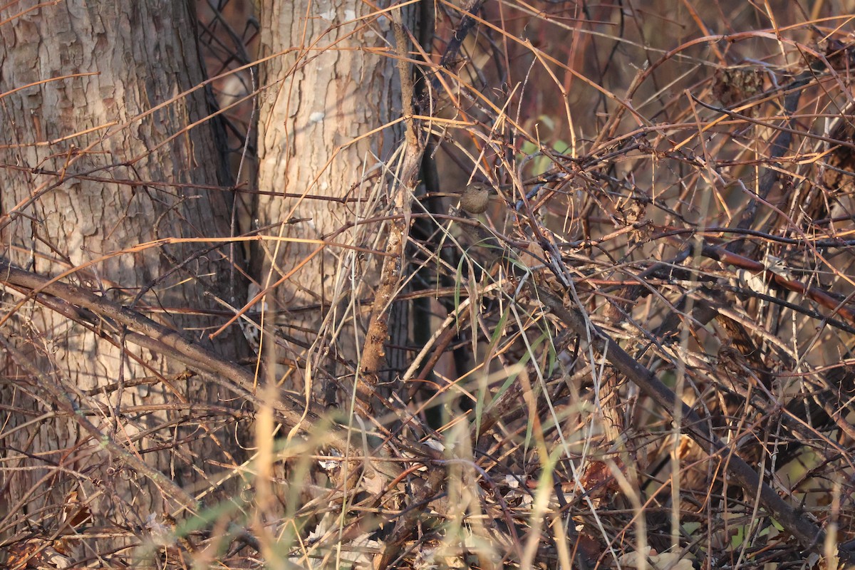 Winter Wren - ML646598986