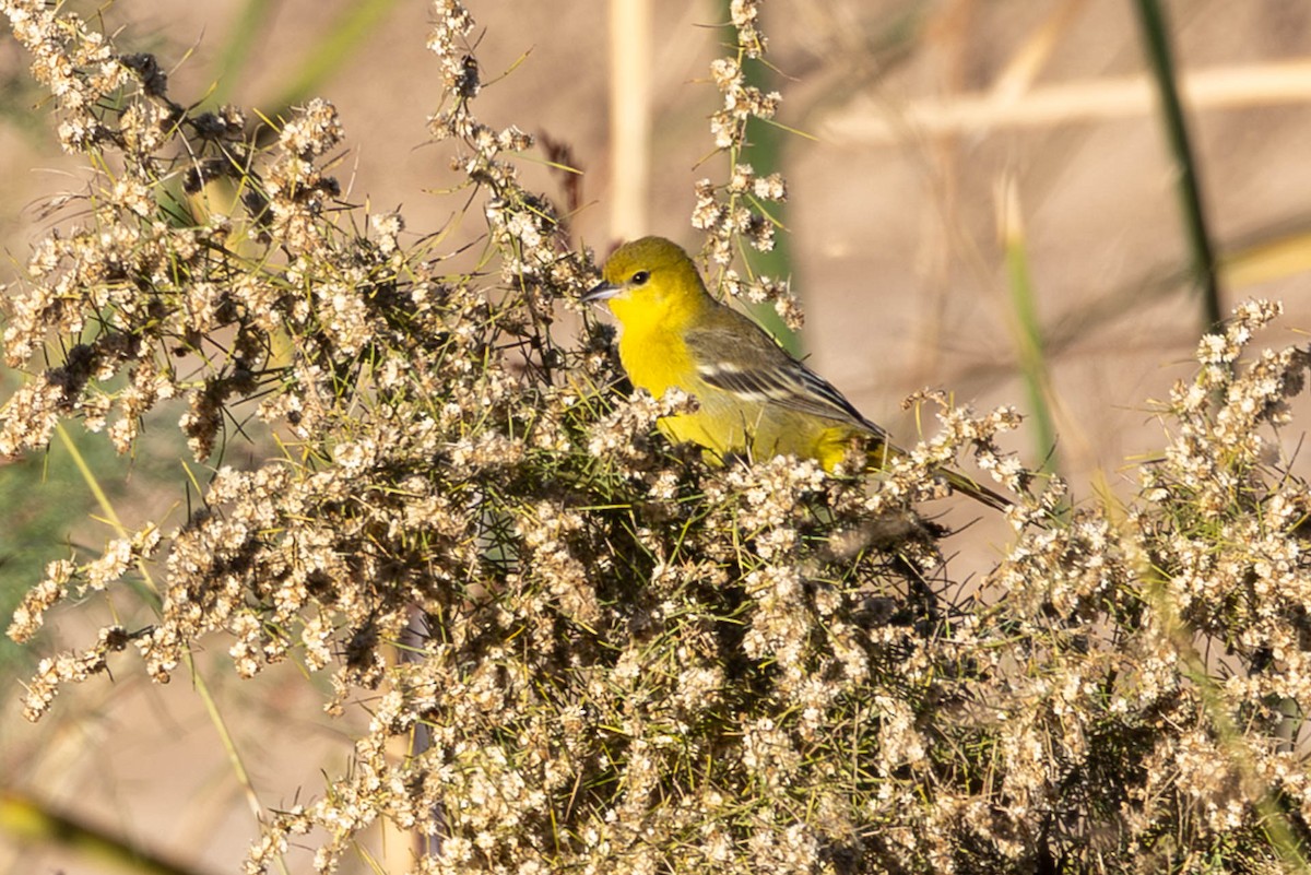 Gartentrupial - ML646598987