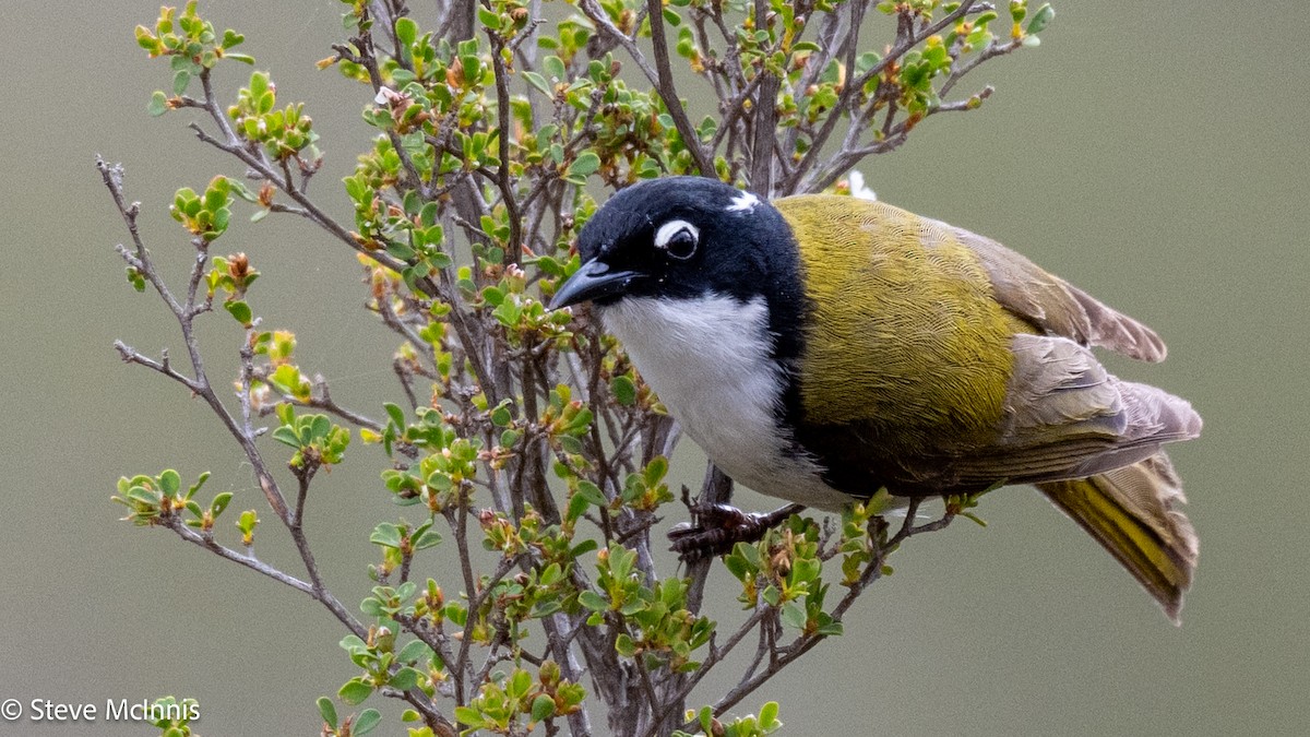 Gilbert's Honeyeater - ML646598989