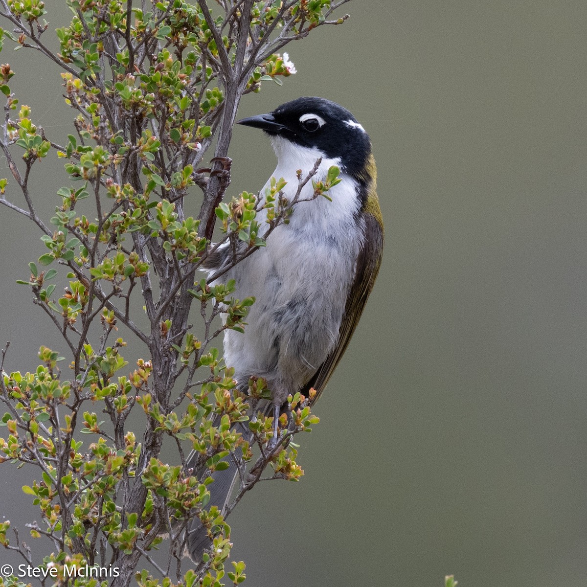 Gilbert's Honeyeater - ML646598991