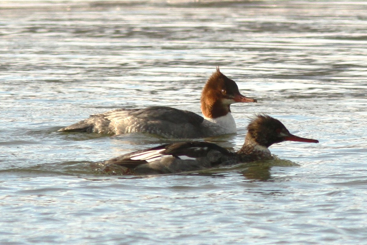 Common Merganser - ML646598992