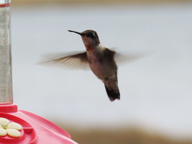 Ruby-throated Hummingbird - ML646598993