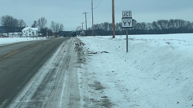 Подорожник лапландський - ML646598994