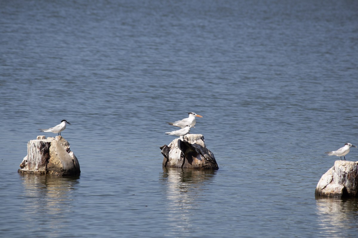 Sandwich Tern - ML646598997