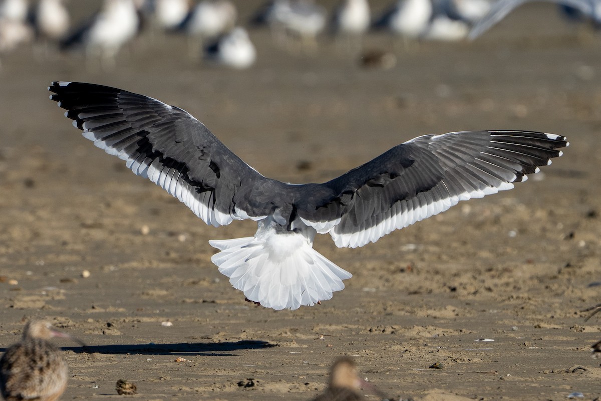 Western Gull - ML646598998