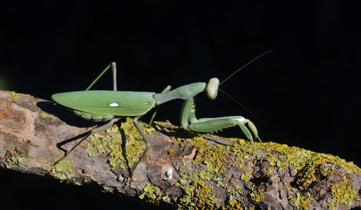 Giant African Mantis - ML646598999