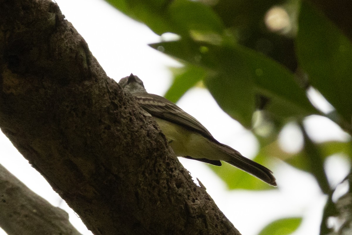 Northern Scrub-Flycatcher - ML646599000