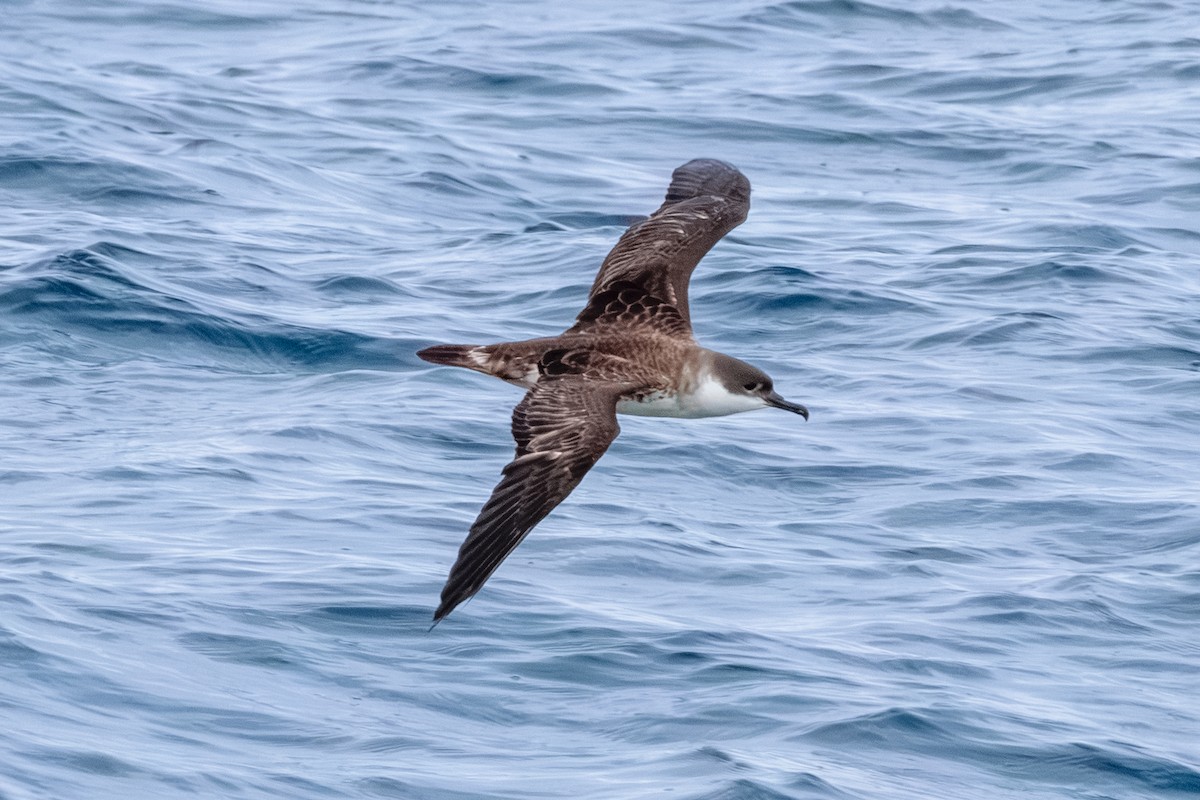 Great Shearwater - ML646599001