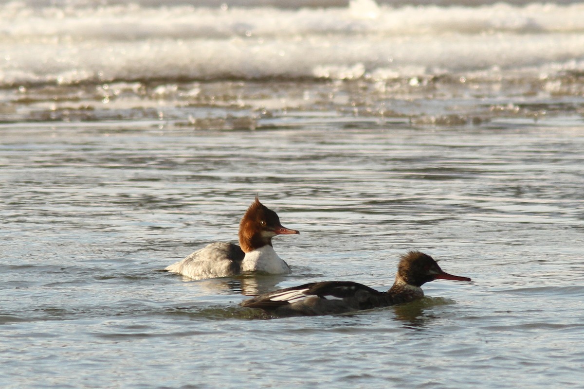 Common Merganser - ML646599003