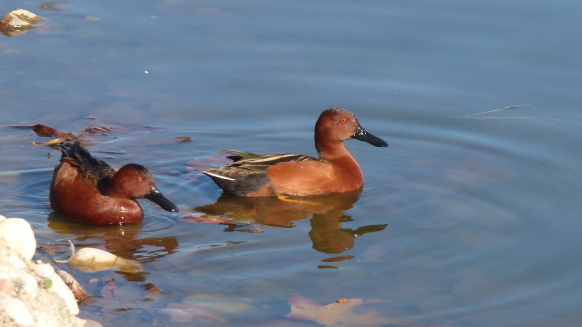 Cinnamon Teal - ML646599004