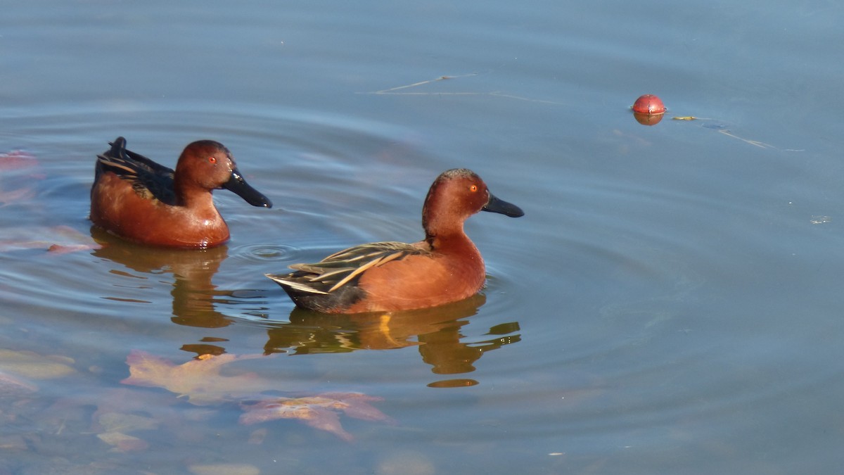 Cinnamon Teal - ML646599005