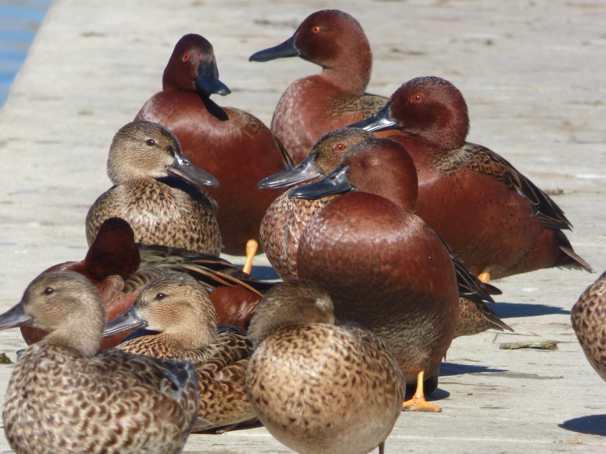 Cinnamon Teal - ML646599006